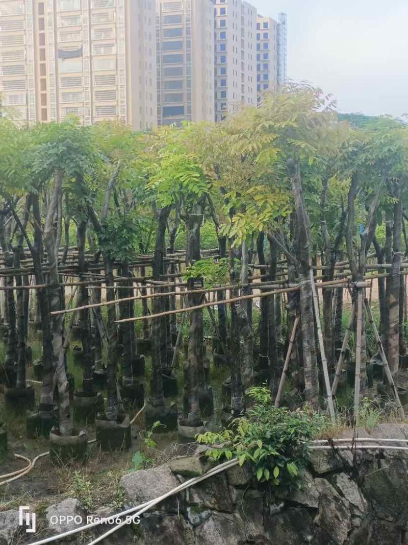 截杆骨架桃花心木10～12公分基地直销大小规格齐全