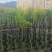 截杆骨架桃花心木10～12公分基地直销大小规格齐全