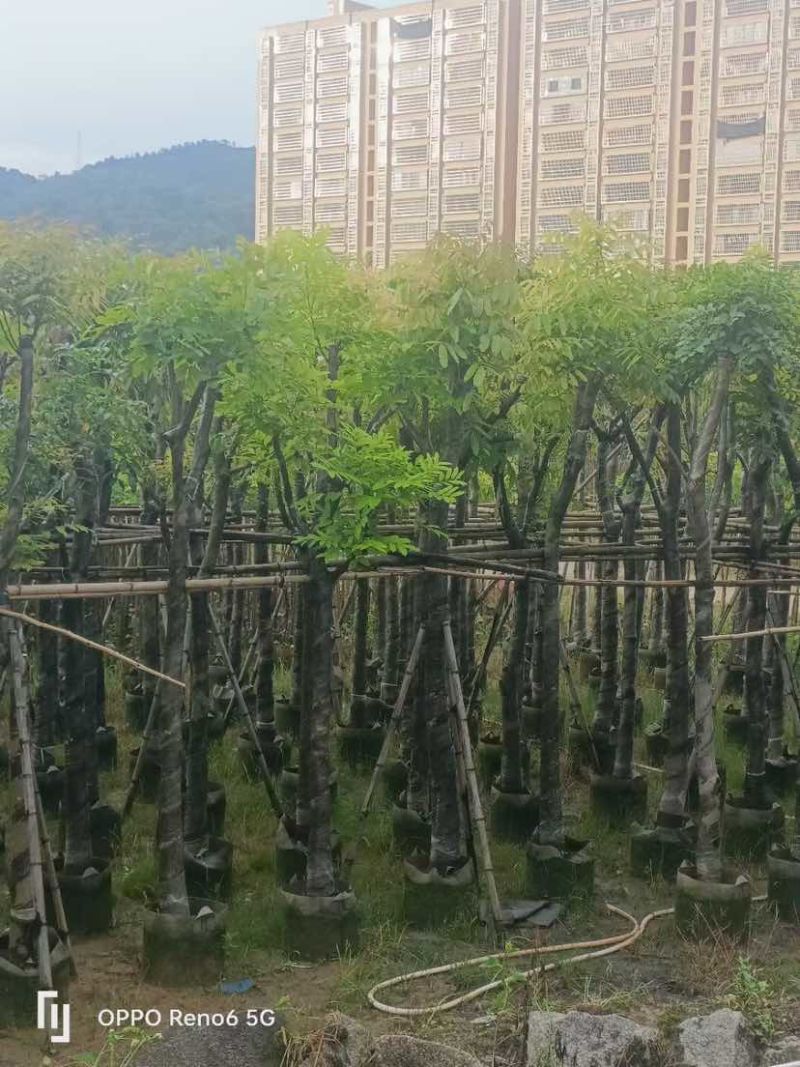 截杆骨架桃花心木10～12公分基地直销大小规格齐全