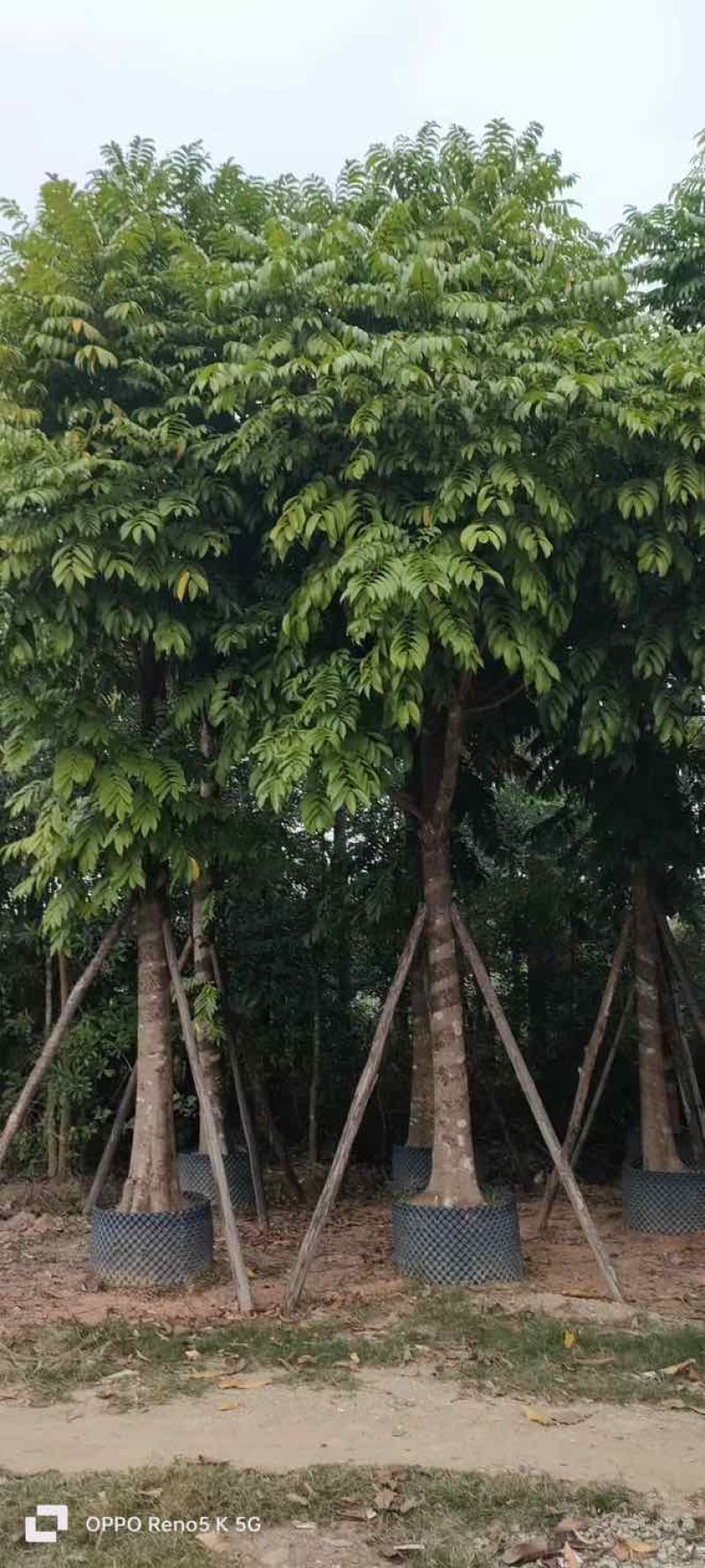 骨架仁面子树10～18公分基地直销大小规格齐全欢迎来电
