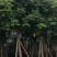 骨架仁面子树10～18公分基地直销大小规格齐全欢迎来电