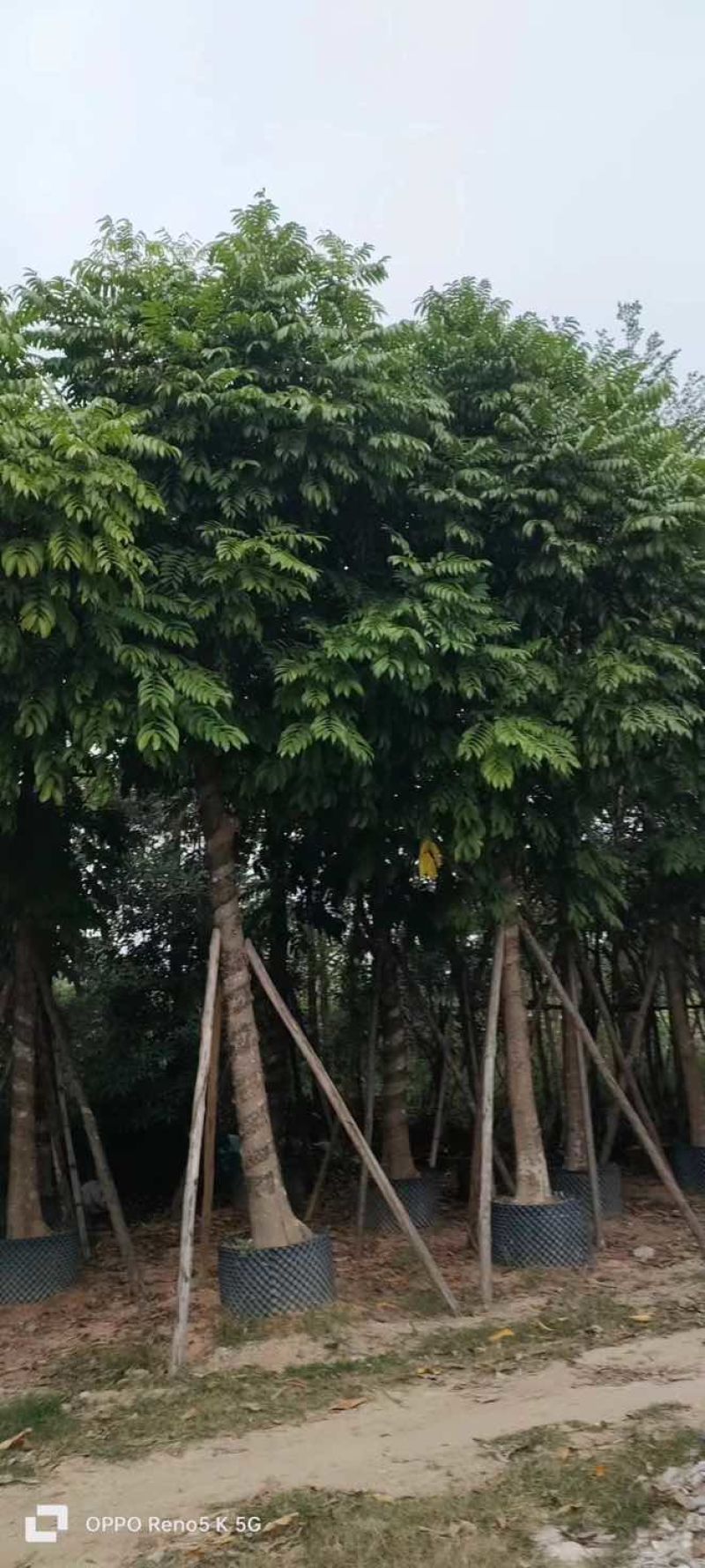 骨架仁面子树10～18公分基地直销大小规格齐全欢迎来电
