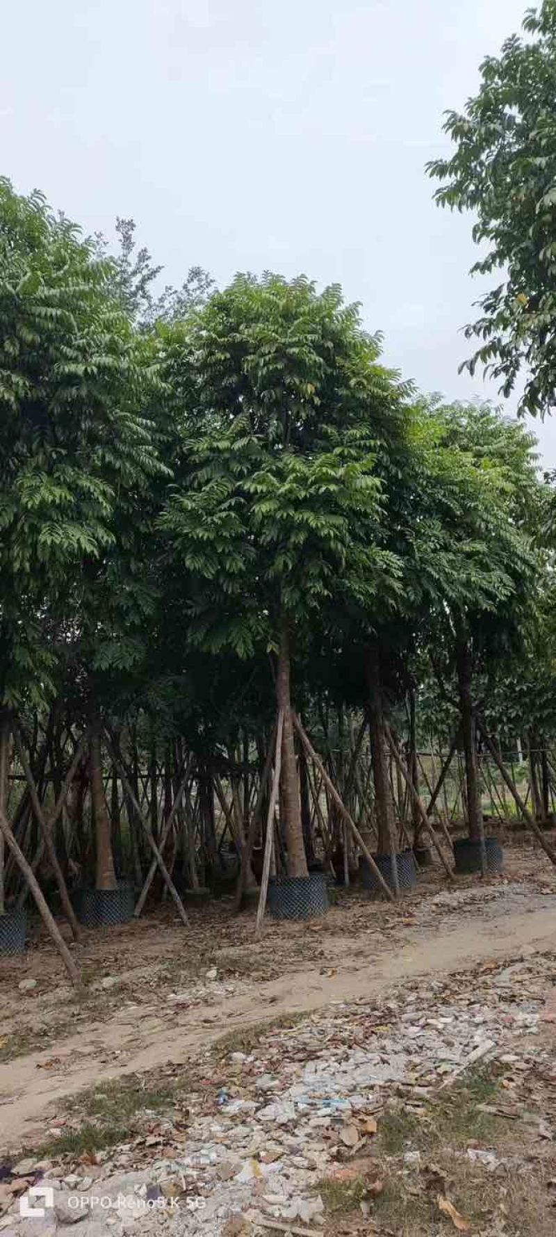 骨架仁面子树10～18公分基地直销大小规格齐全欢迎来电