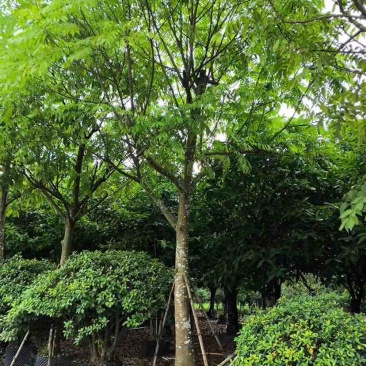 骨架仁面子树10～18公分基地直销大小规格齐全欢迎来电