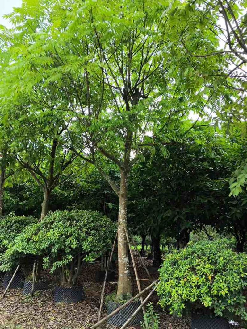 骨架仁面子树10～18公分基地直销大小规格齐全欢迎来电