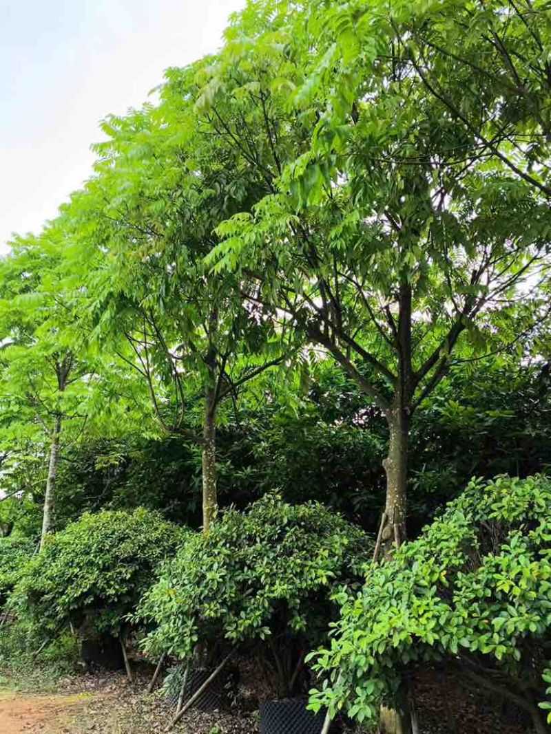 骨架仁面子树10～18公分基地直销大小规格齐全欢迎来电