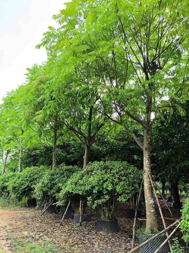 骨架仁面子树10～18公分基地直销大小规格齐全欢迎来电