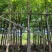大叶榕（黄葛榕）高山榕5～8公分基地直销大小规格齐全