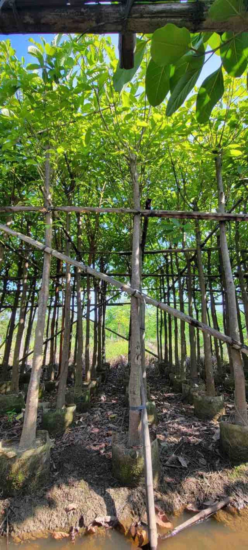 大叶榕（黄葛榕）高山榕5～8公分基地直销大小规格齐全