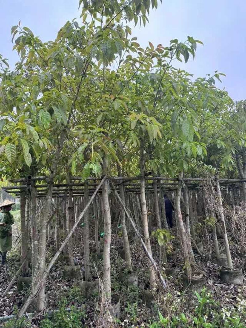 大叶榕（黄葛榕）高山榕5～8公分基地直销大小规格齐全