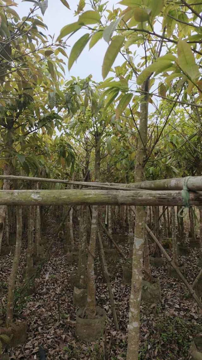 大叶榕（黄葛榕）高山榕5～8公分基地直销大小规格齐全