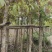 大叶榕（黄葛榕）高山榕5～8公分基地直销大小规格齐全
