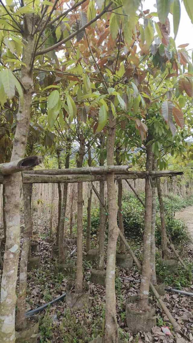 大叶榕（黄葛榕）高山榕5～8公分基地直销大小规格齐全
