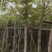 大叶榕（黄葛榕）高山榕5～8公分基地直销大小规格齐全