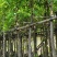 大叶榕（黄葛榕）高山榕5～8公分基地直销大小规格齐全