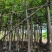 大叶榕（黄葛榕）高山榕5～8公分基地直销大小规格齐全