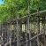 大叶榕（黄葛榕）高山榕5～8公分基地直销大小规格齐全