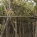 大叶榕（黄葛榕）高山榕5～8公分基地直销大小规格齐全