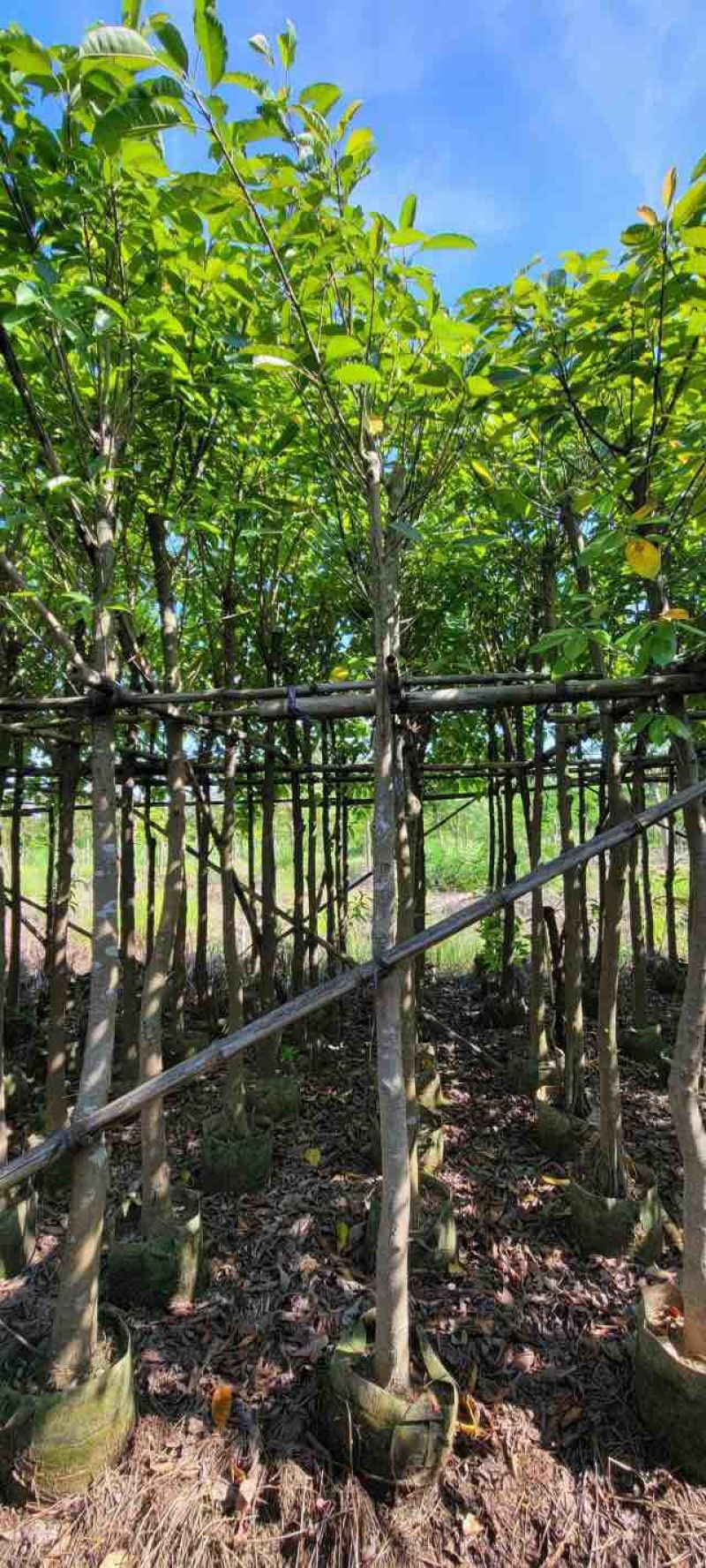 大叶榕（黄葛榕）高山榕5～8公分基地直销大小规格齐全