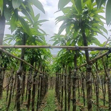 嫁接芒果苗（金煌芒树）4～6公分基地直销大小规格齐全