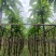 嫁接芒果苗（金煌芒树）4～6公分基地直销大小规格齐全