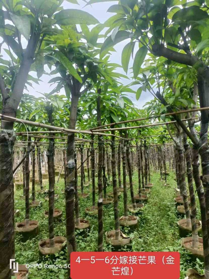 嫁接芒果苗（金煌芒树）4～6公分基地直销大小规格齐全