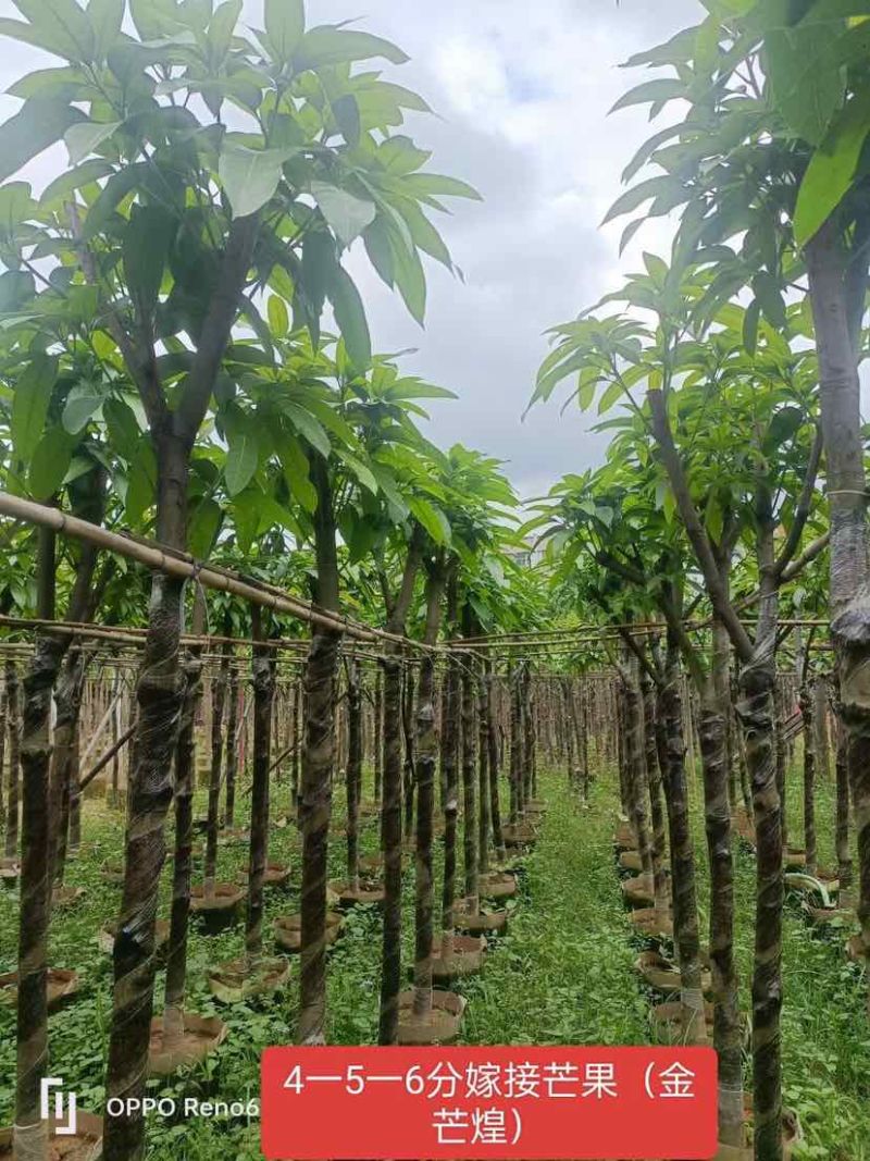 嫁接芒果苗（金煌芒树）4～6公分基地直销大小规格齐全