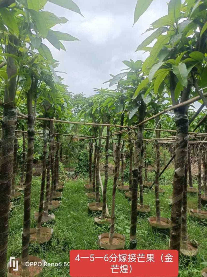 嫁接芒果苗（金煌芒树）4～6公分基地直销大小规格齐全