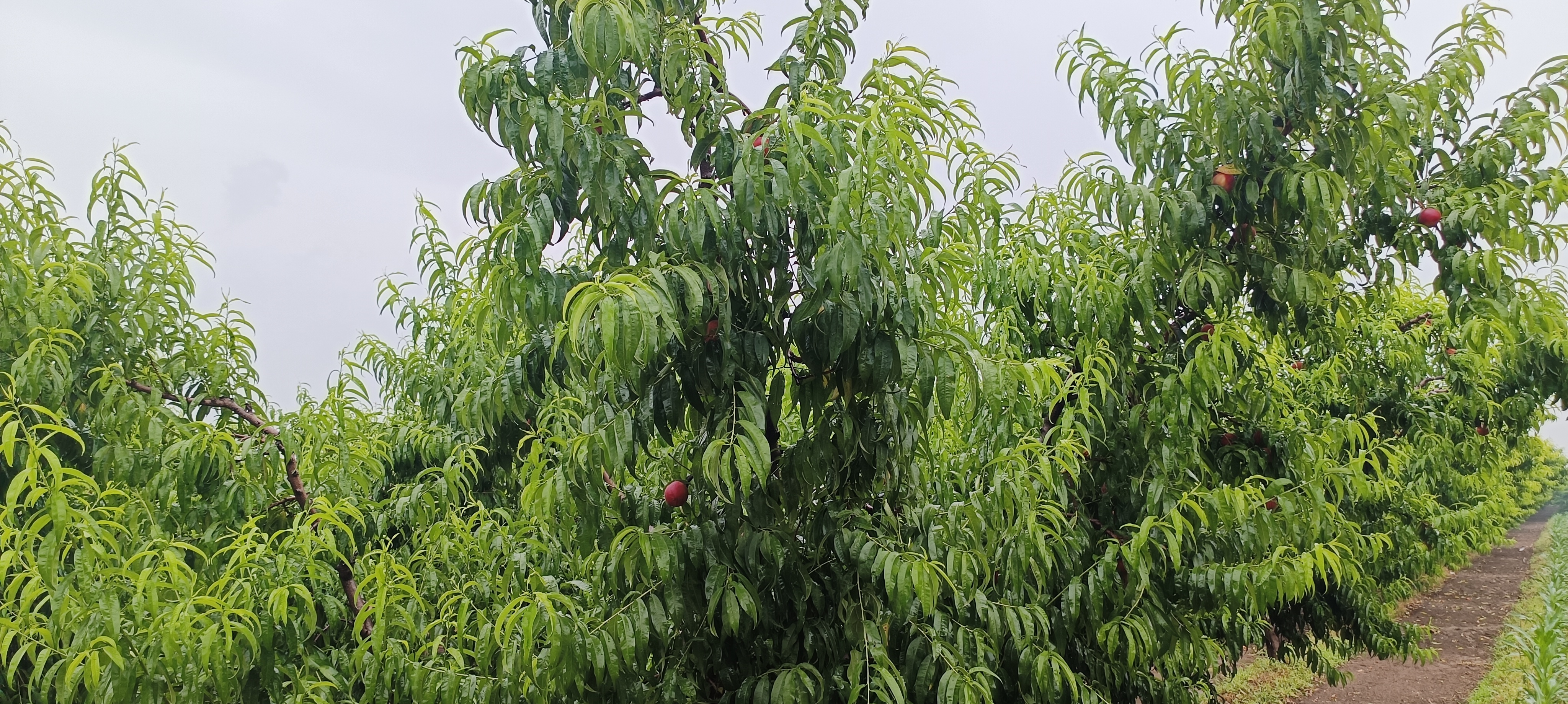 突围桃果园种植实景
