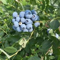 蓝莓（最小14+起）