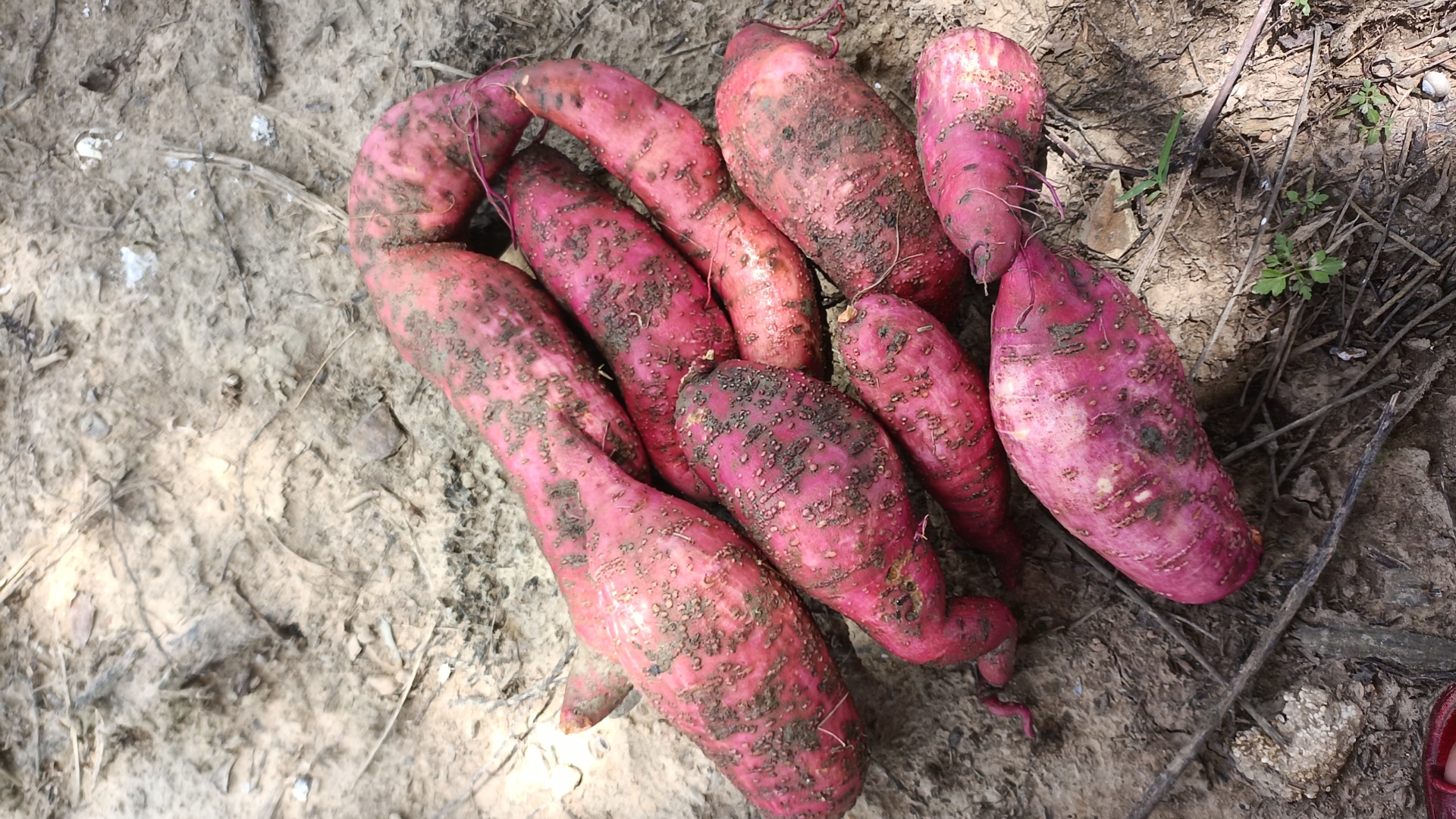 红薯营养成分示意图,展示其富含的维生素和矿物质 红薯营养成分示意图