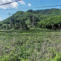 浙江优质茭白，原产地发货，可视频