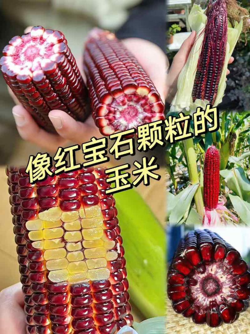 红宝石玉米、水果玉米、黑玉米、生吃玉米,网红玉米