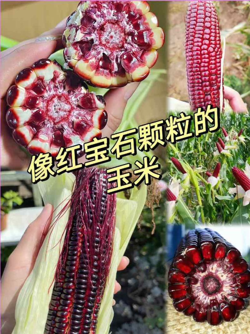 红宝石玉米、水果玉米、黑玉米、生吃玉米,网红玉米