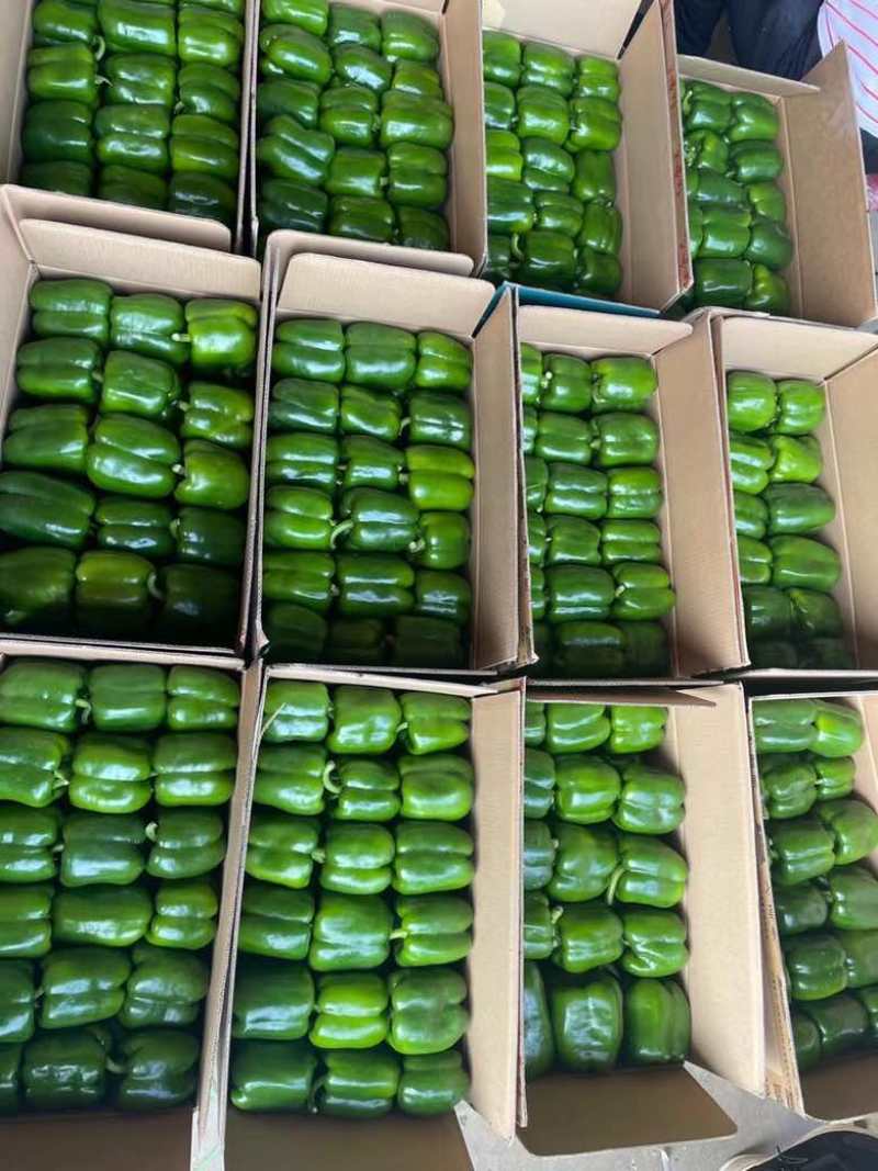 山西精品鲜辣椒，圆椒大量上市，产地直供，诚信代办
