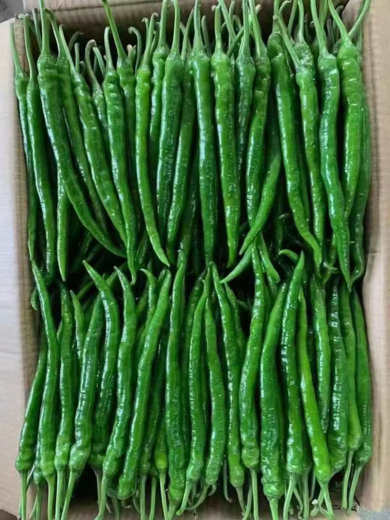 山西精品鲜辣椒，线椒大量上市，二十厘米往上，产地直供