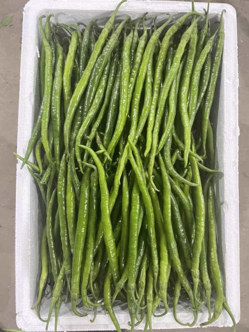 山西精品鲜辣椒，线椒大量上市，二十厘米往上，产地直供