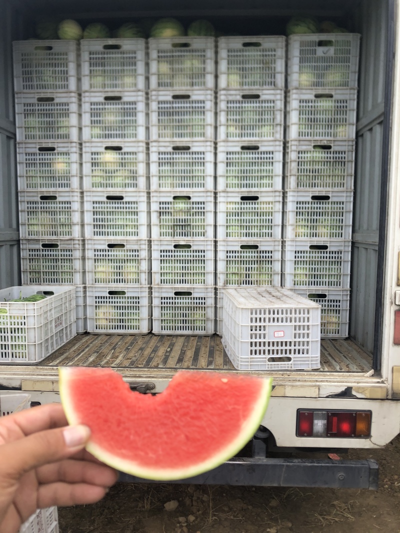 帅童无籽西瓜奶油吊瓜蜜童