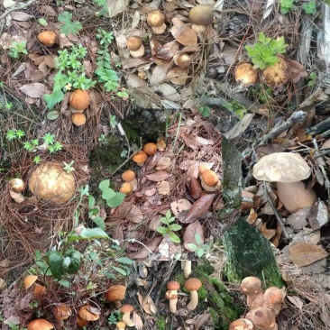 云南野生菌，干货鲜货，量大从优