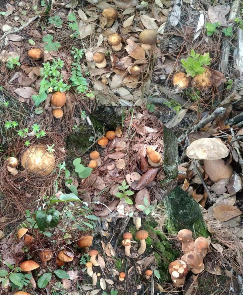 云南野生菌，干货鲜货，量大从优