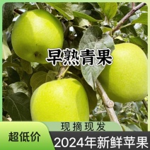 2024年华硕青果