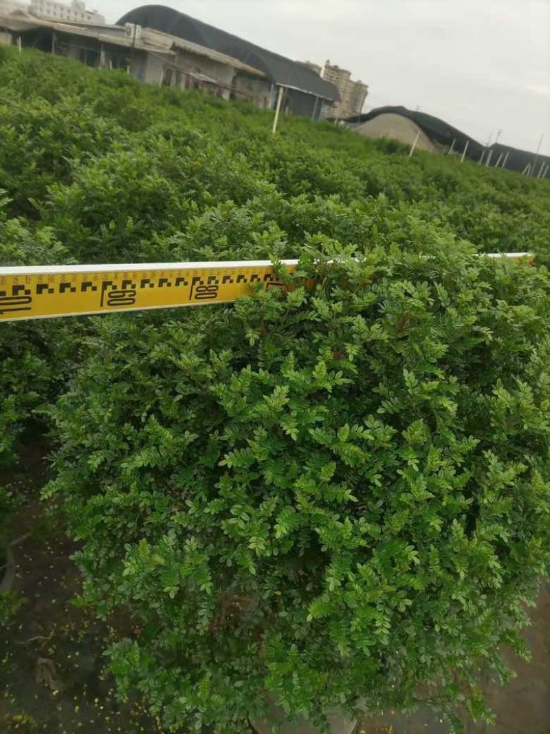 胡椒木25-90低价出售