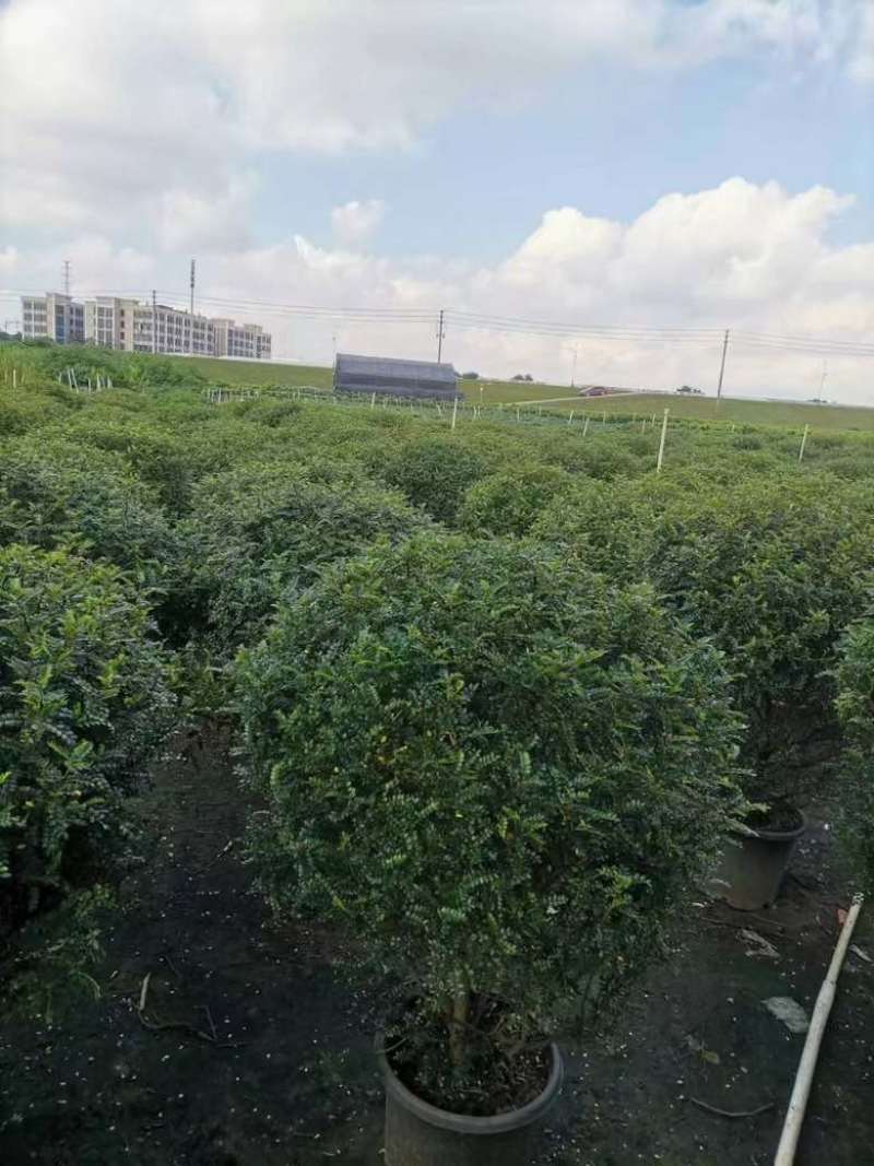 胡椒木25-90低价出售