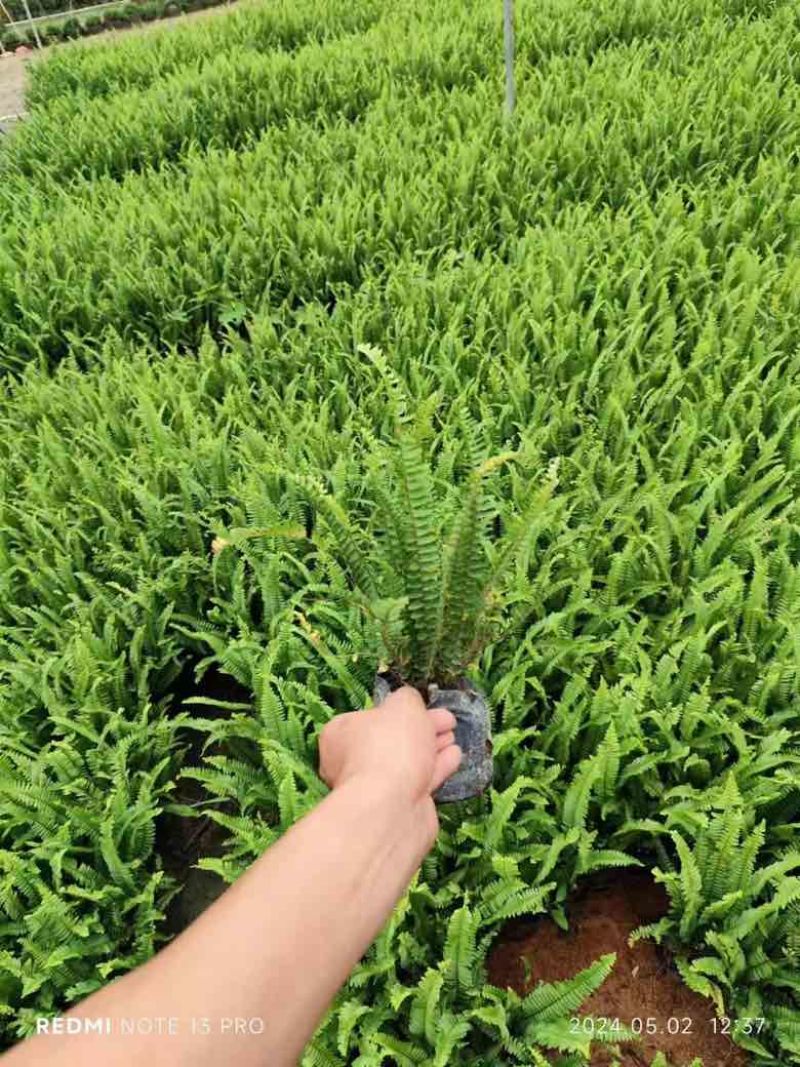 肾蕨7斤袋低价出售
