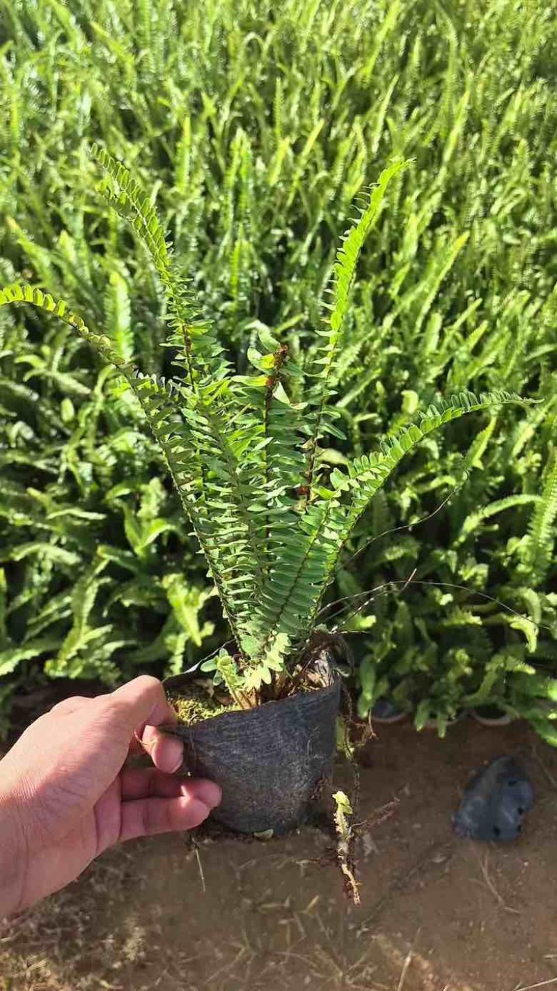 肾蕨7斤袋低价出售