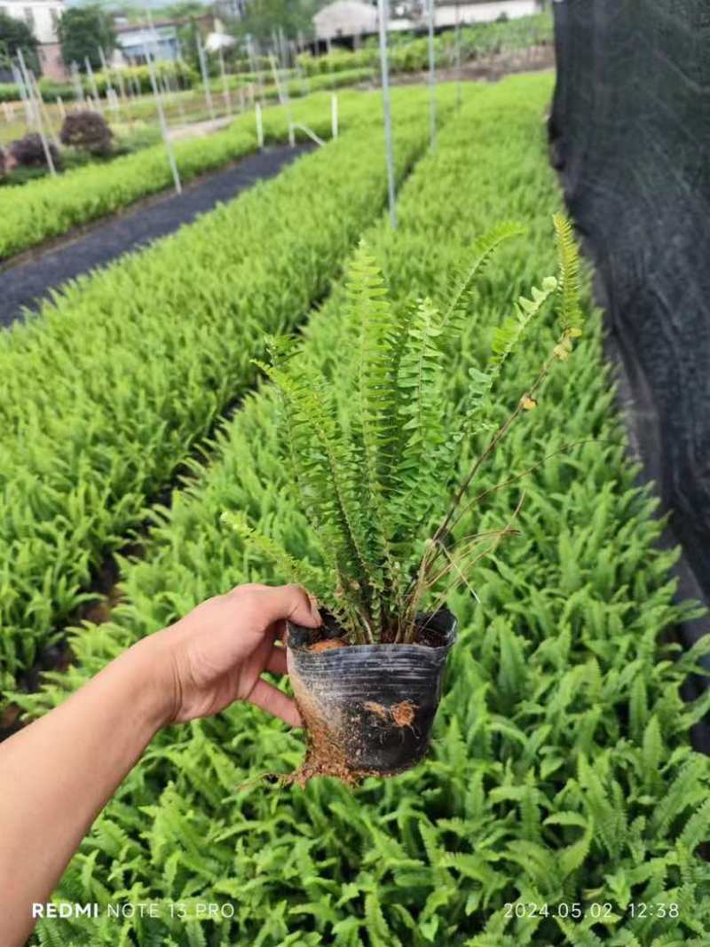 肾蕨7斤袋低价出售