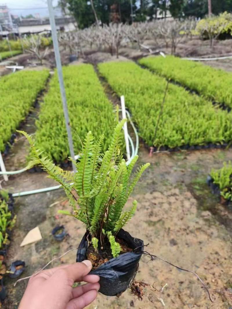 肾蕨7斤袋低价出售