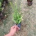 肾蕨7斤袋低价出售