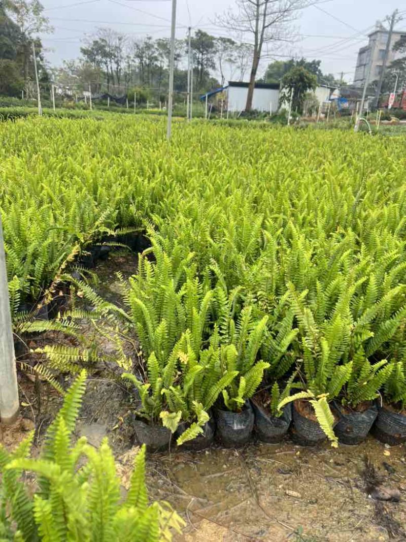 肾蕨7斤袋低价出售