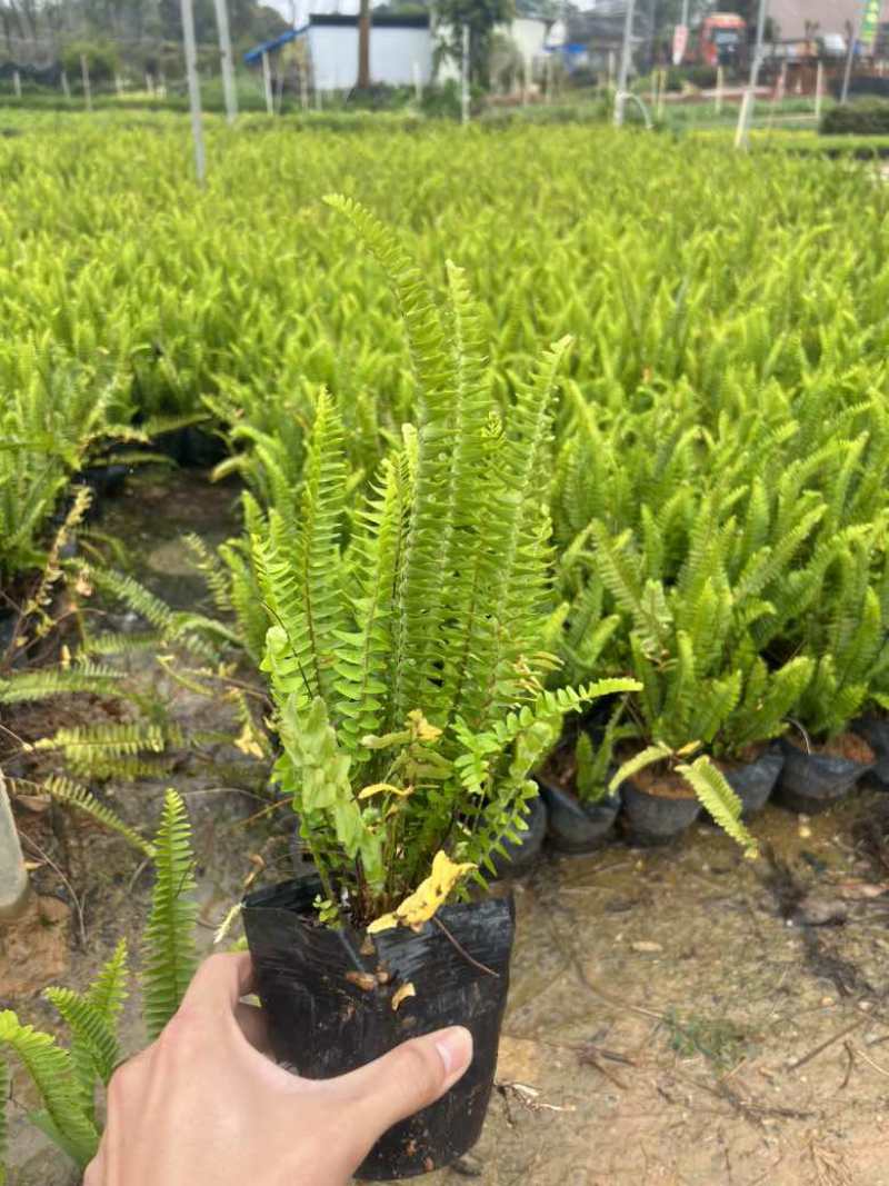 肾蕨7斤袋低价出售